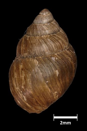 Media type: image;   Malacology 294929 Aspect: dorsal